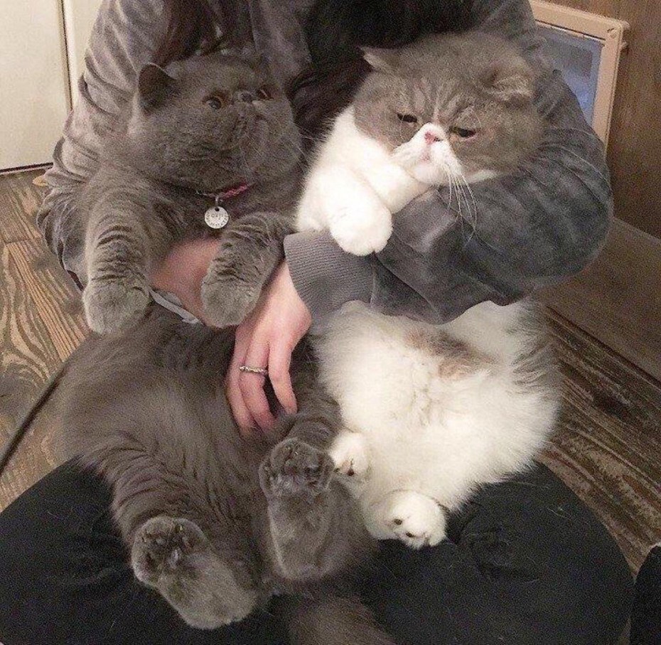 Милые толстые котики