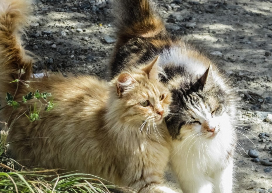 Кошка с котятами