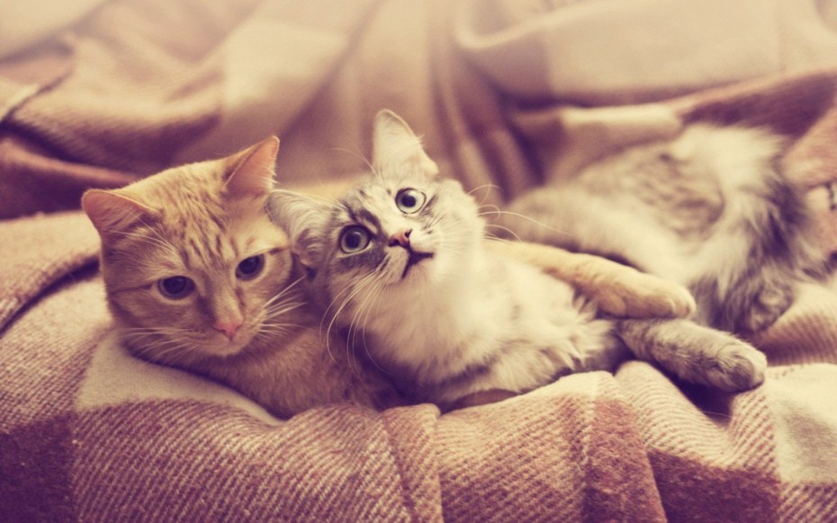 Коты любовь