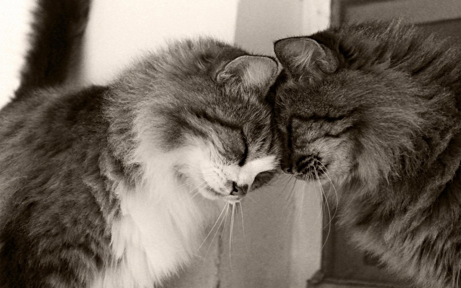 Кошки обнимаются