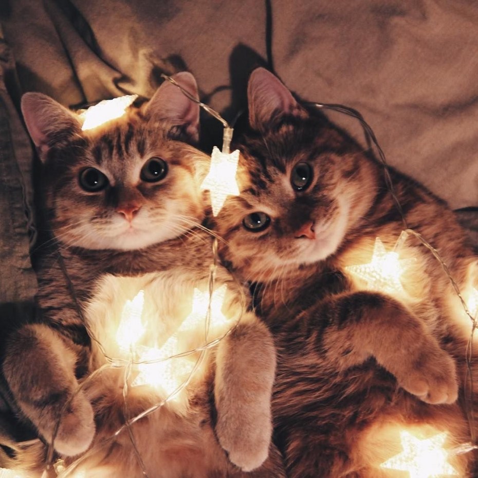 Сохры котят