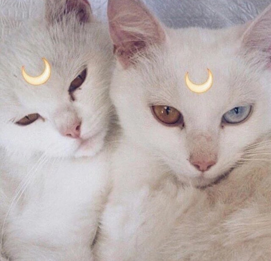 Парная ава коты
