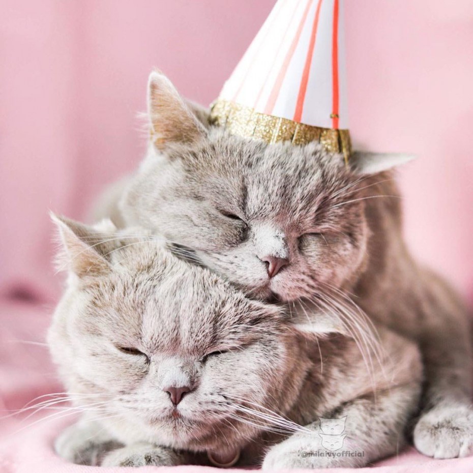 Нежные котята