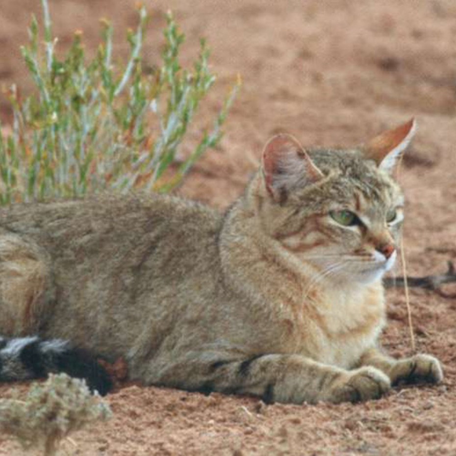Felis Silvestris Ornata
