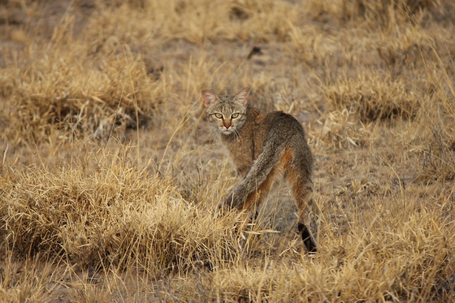 Степная кошка (Felis Libyca)