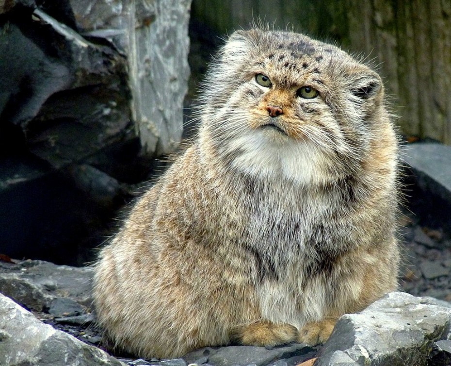 Британская Дикая кошка