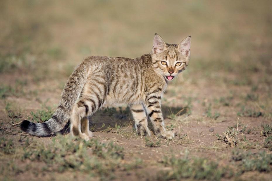 Нубийская Буланая кошка