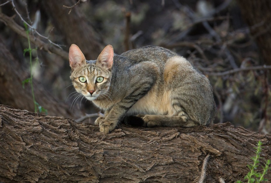 Felis Libyca