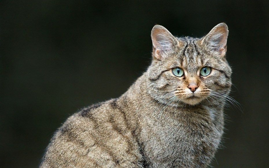 Степная кошка (Felis Libyca)