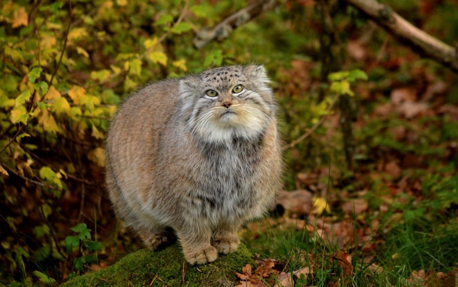 Лесной кот Манул