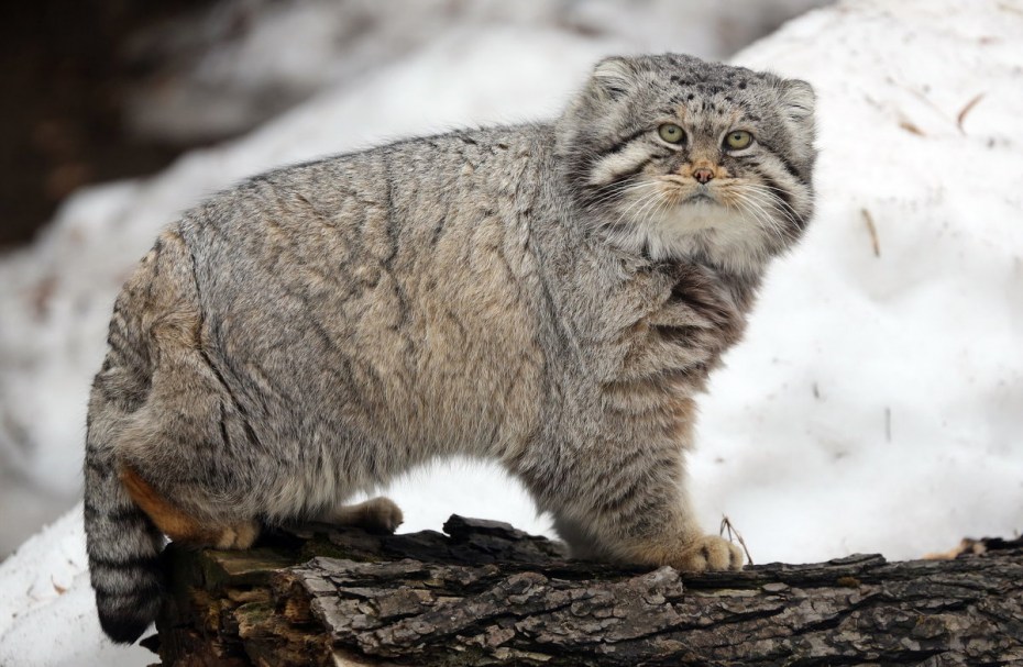Степной кот (Felis Silvestris lybica)