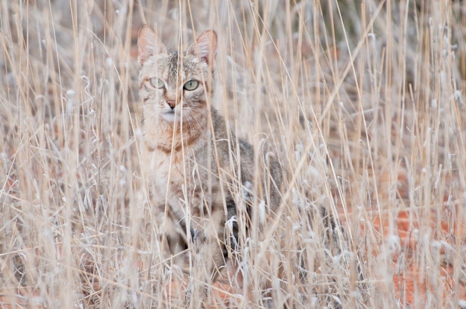 Felis Silvestris lybica