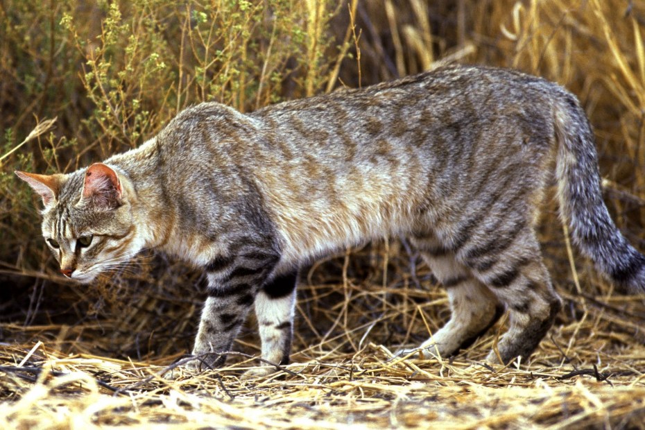 Степной кот (Felis Silvestris lybica)