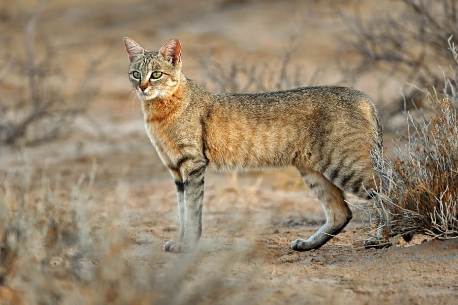 Кот Манул