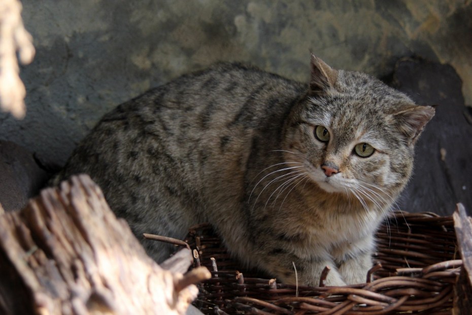 Горный кот Манул