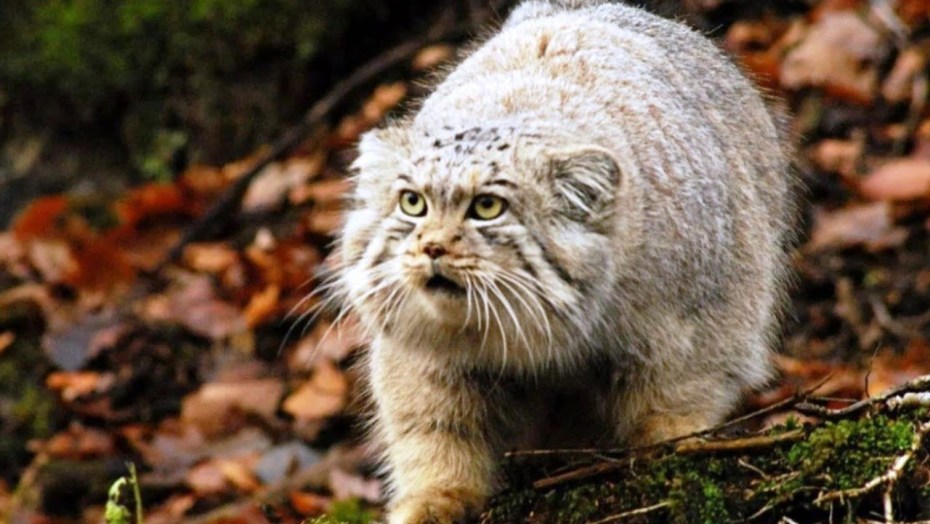 Степная кошка домашняя
