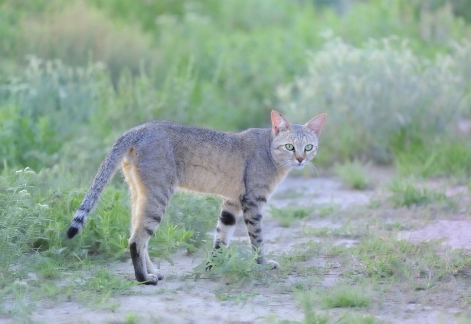 Степная кошка (Felis Libyca)