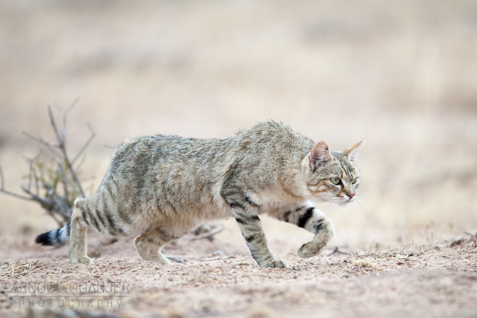 Степной кот Felis Libyca (Forster, 1780)