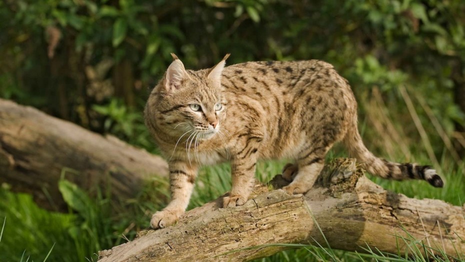 Степной кот (Felis Silvestris lybica)