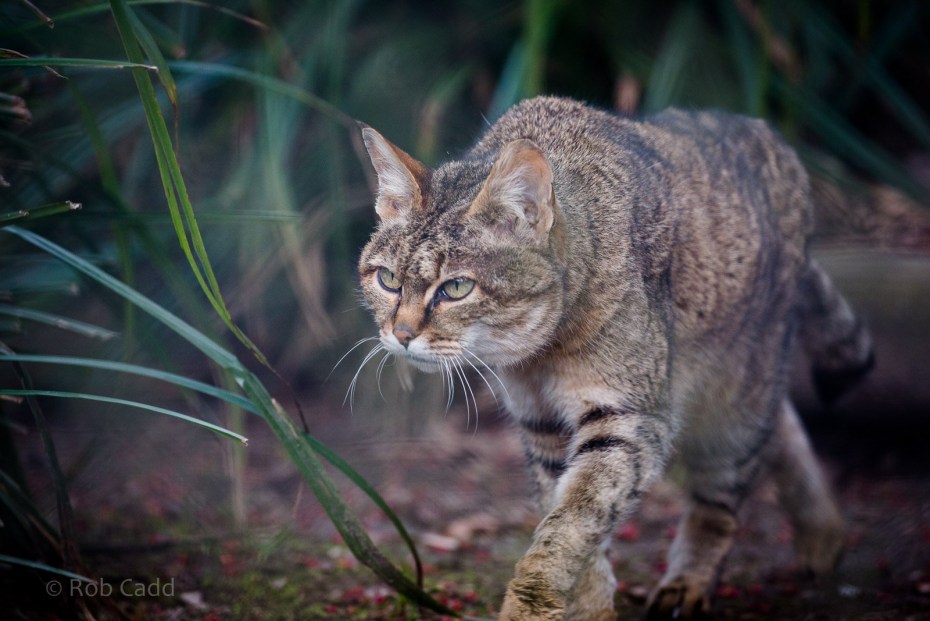 Степной кот (Felis Silvestris lybica)