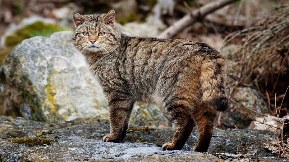 Whiskers Lynx