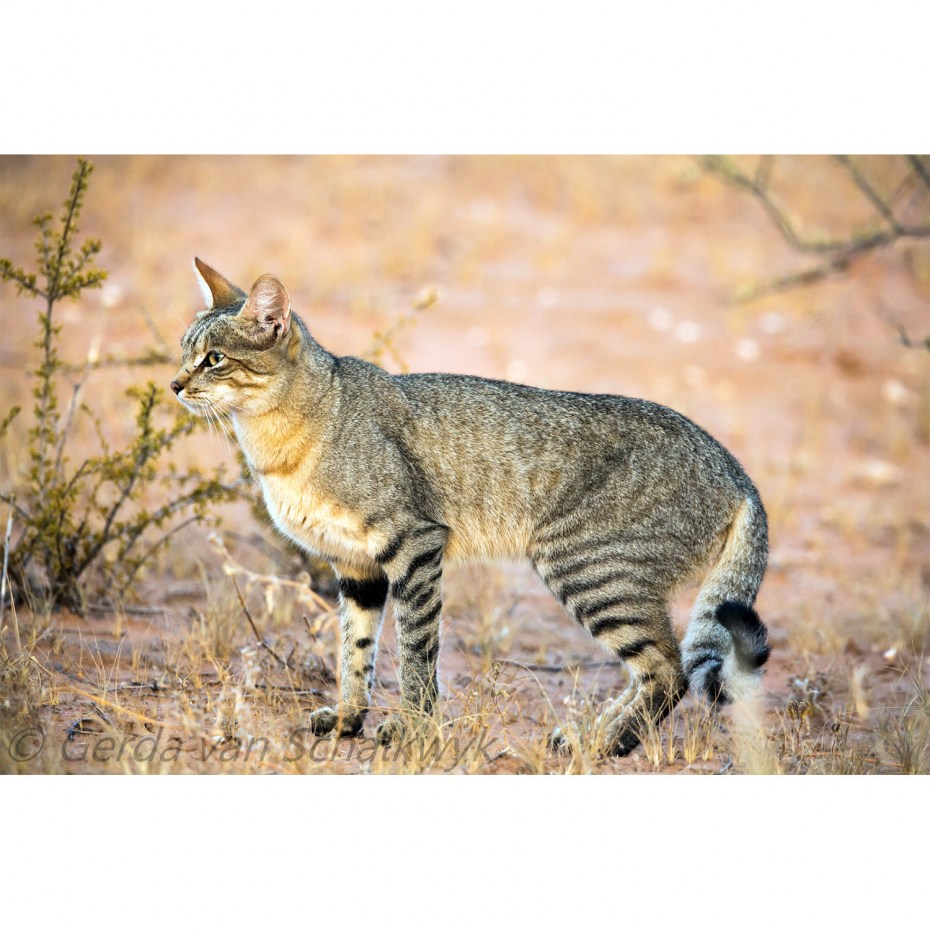 Нубийская Буланая кошка