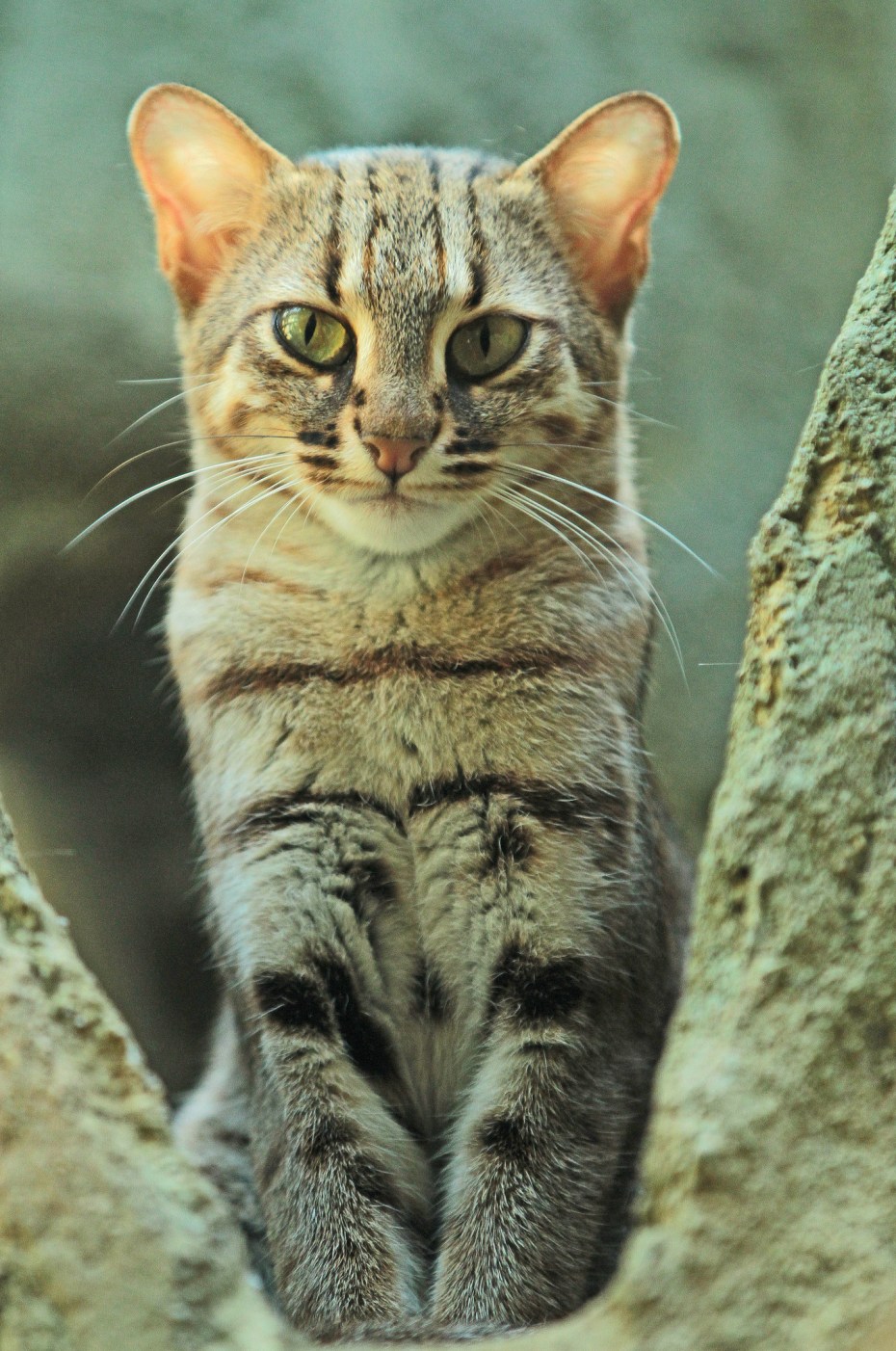 Степная кошка (Felis Libyca)