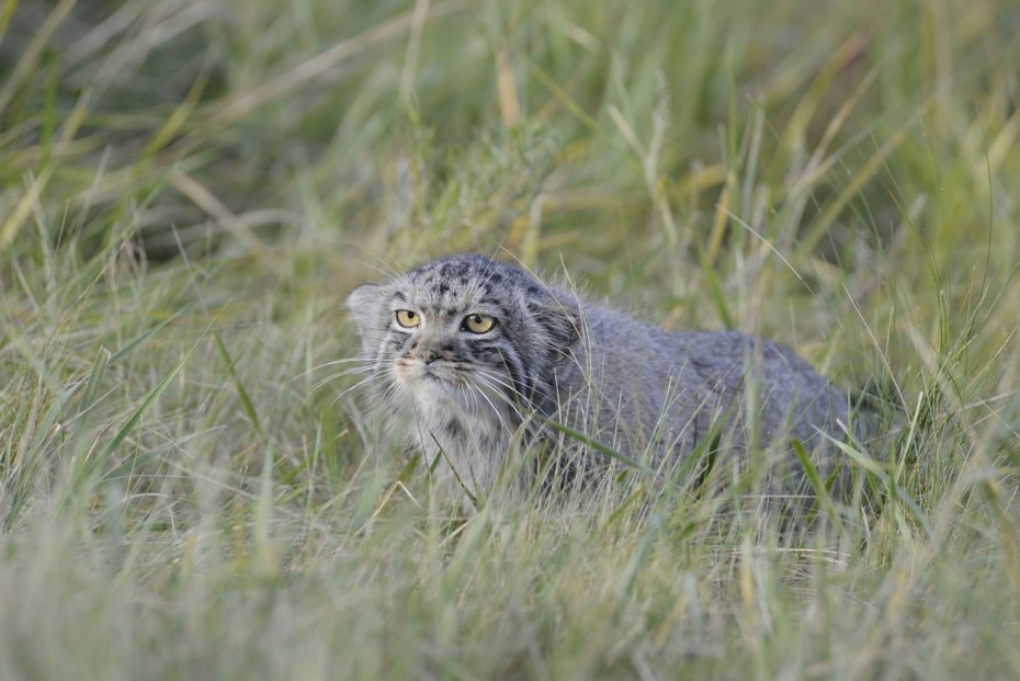 Кот Манул