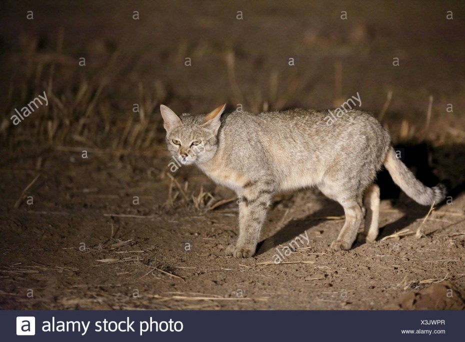 Африканская Дикая кошка (Felis lybica)