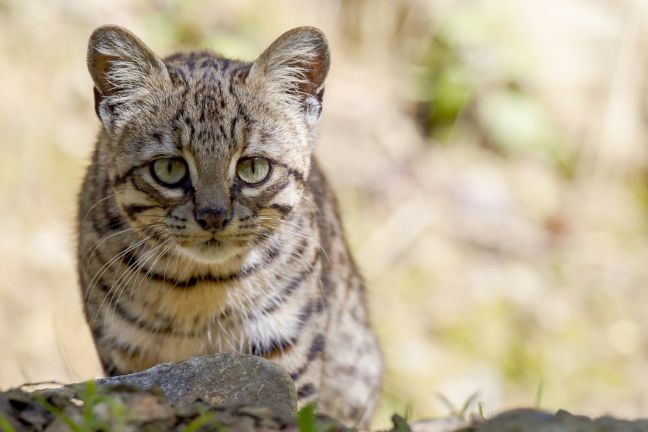 Североафриканская Степная кошка