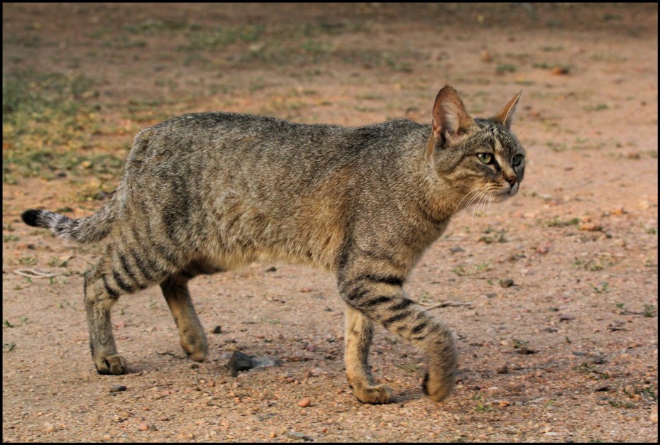 Степная кошка Манул
