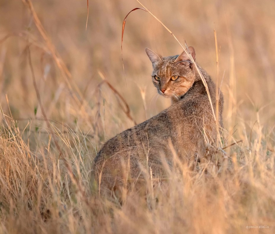 Степная кошка (Felis Libyca)