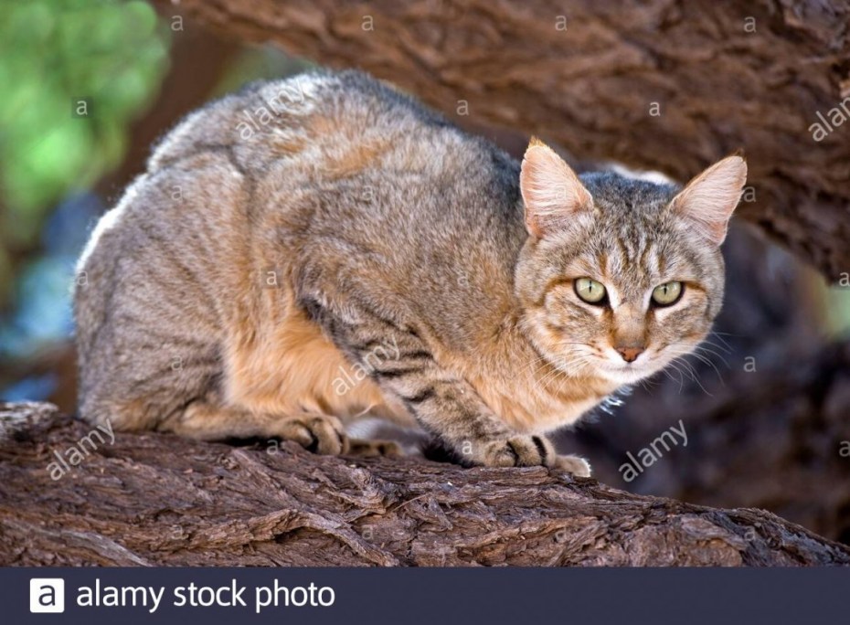 Китайский Степной кот