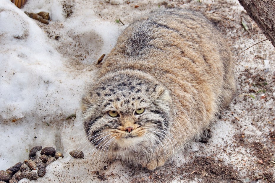 Дикие кошки Африки