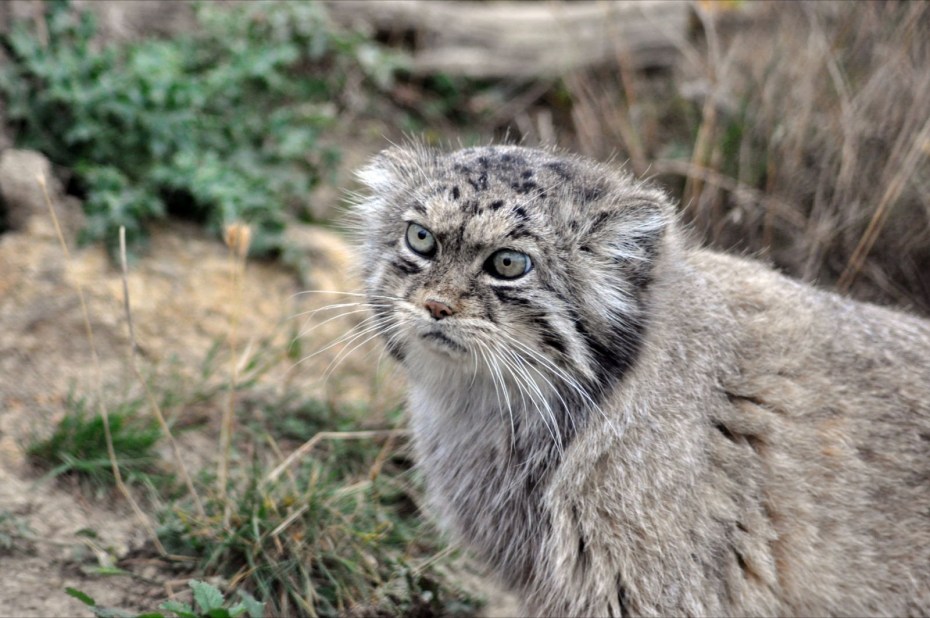 Манул котята