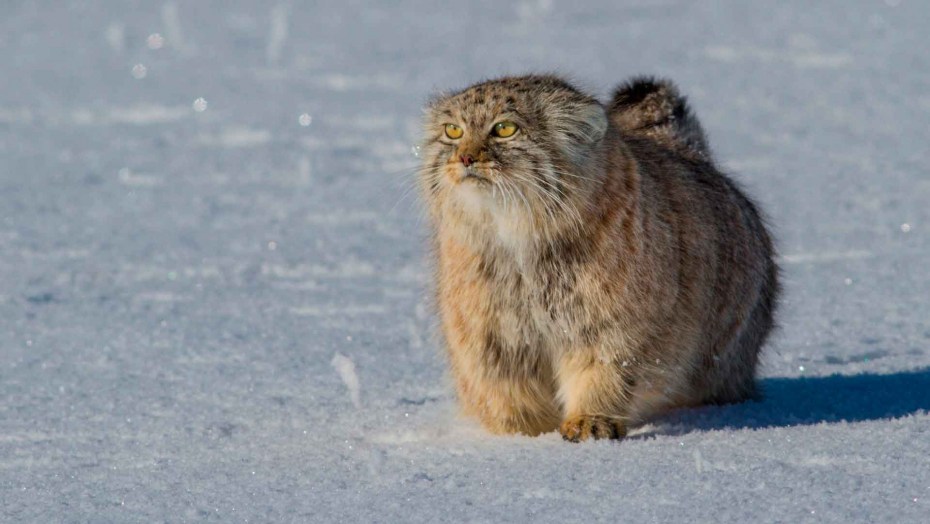 Камышовый кот (Хаус) (Felis Chaus)