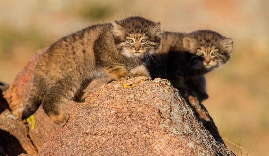 Кот Манул