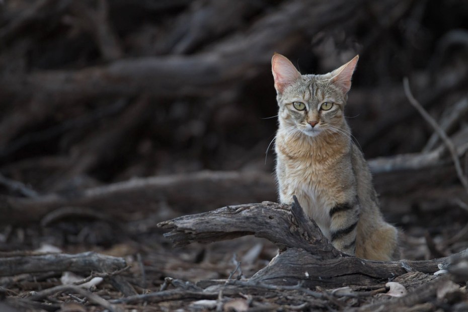 Степной кот (Felis Silvestris lybica)