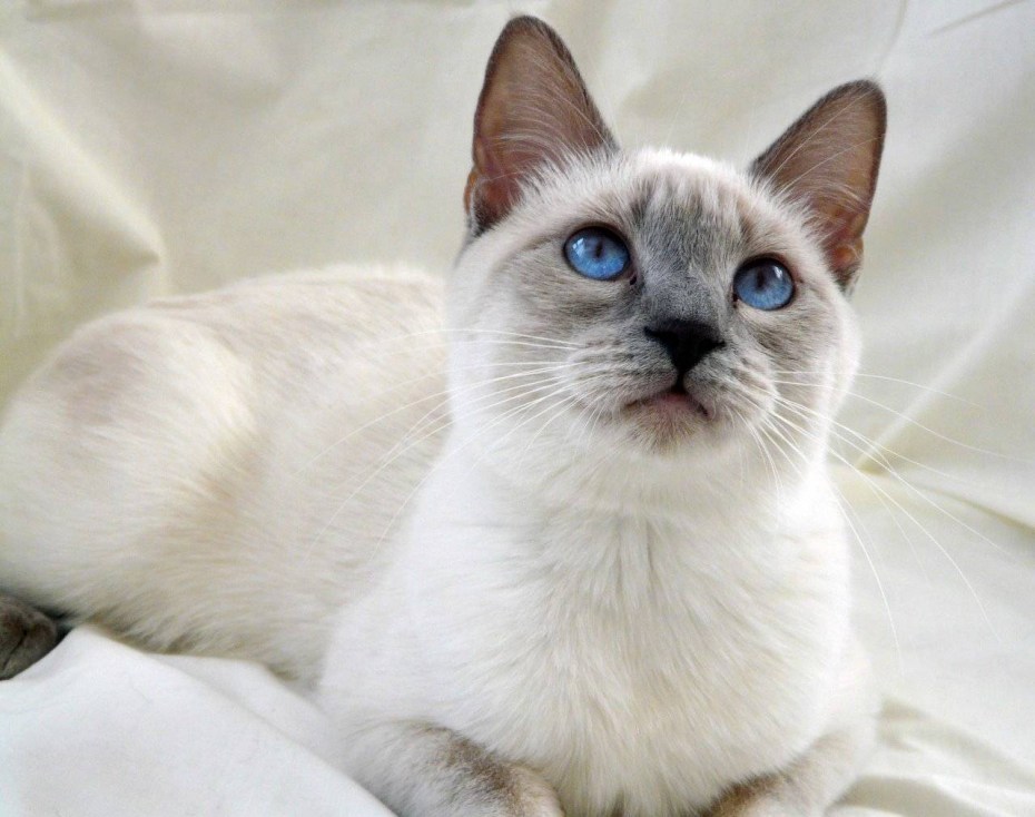 Невская Королевская кошка