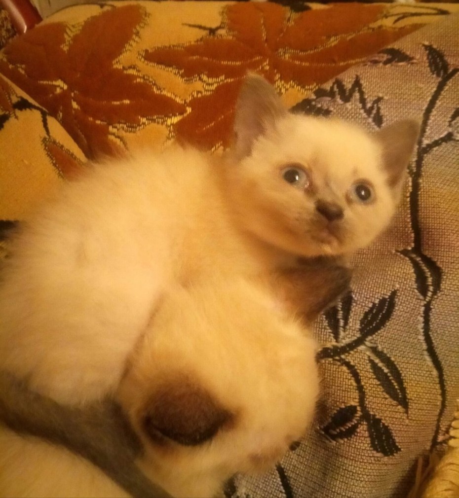 Британские котята окрас Блю поинт