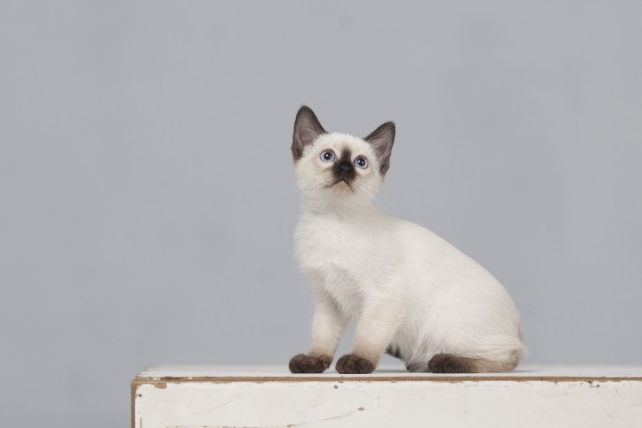Котята Блю Пойнт Симферополь