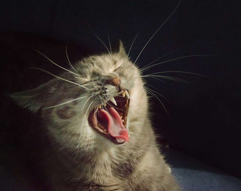 Кот зевает