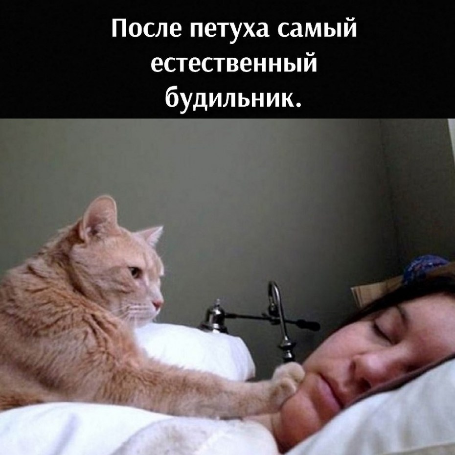 Кот утром будит хозяина