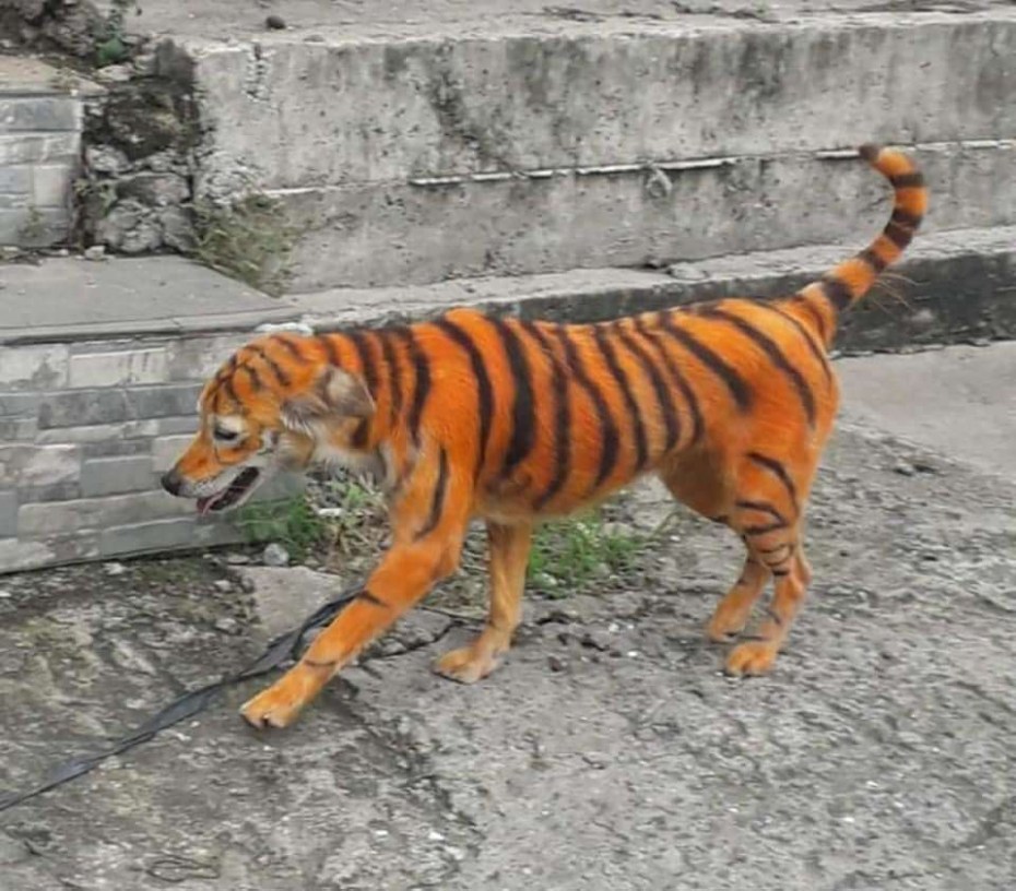 Собака тигр