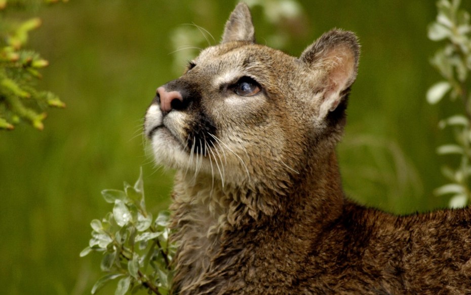 Puma concolor costaricensis