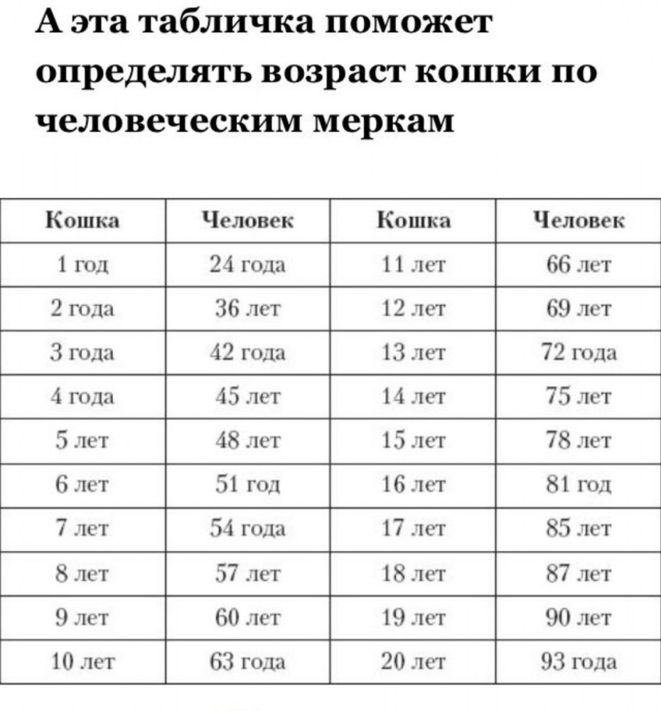Кошек Возраст таблица возраста