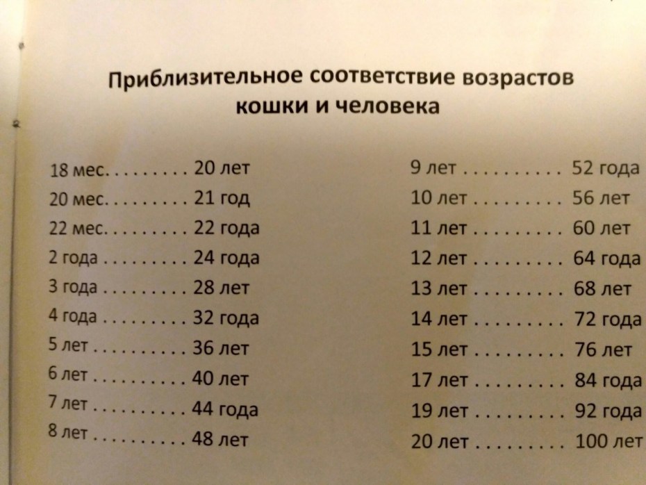 Соответствие возраста кошки и человека таблица
