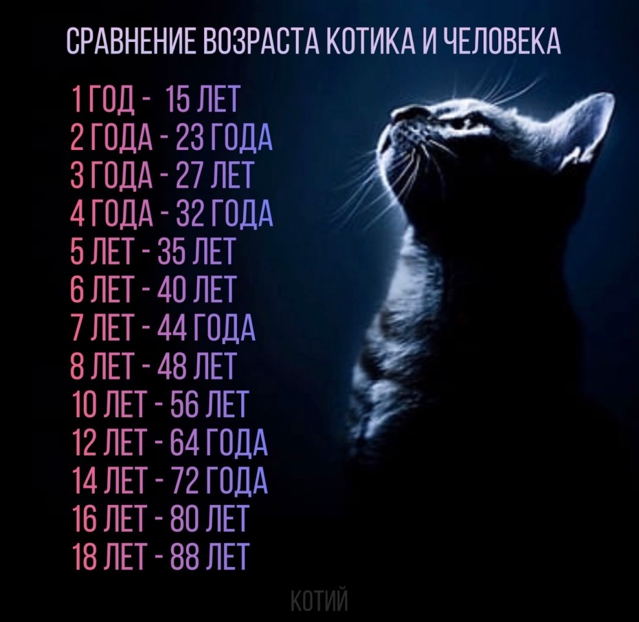 5 Лет коту по человеческим меркам