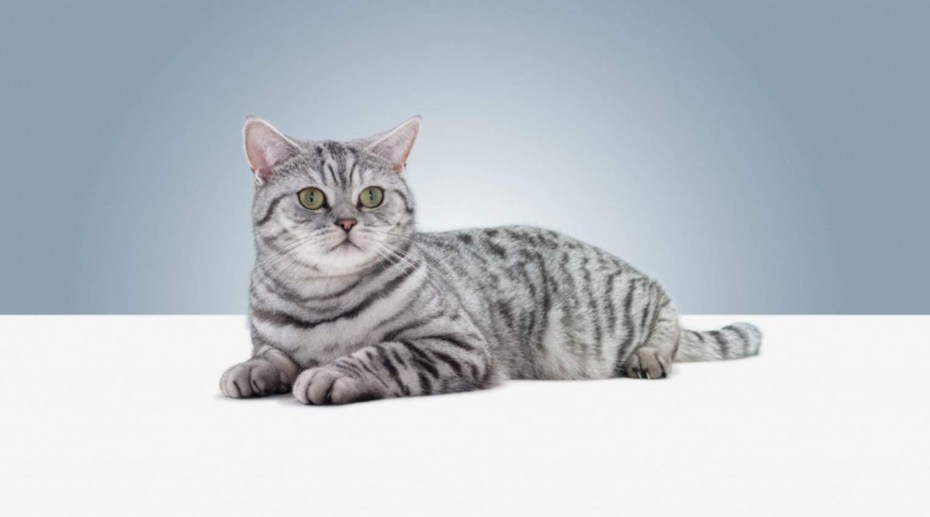 Коты обои на Светлом фоне шотландцы