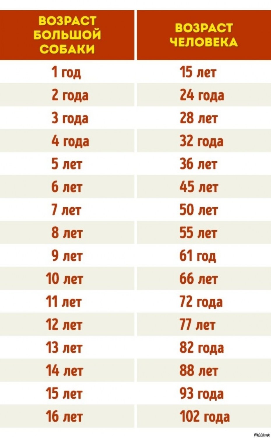 Сколько лет собаке по человеческим меркам таблица